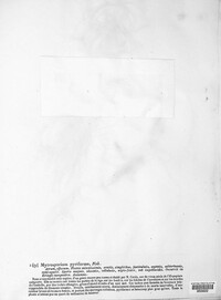 Mystrosporium pyriforme image